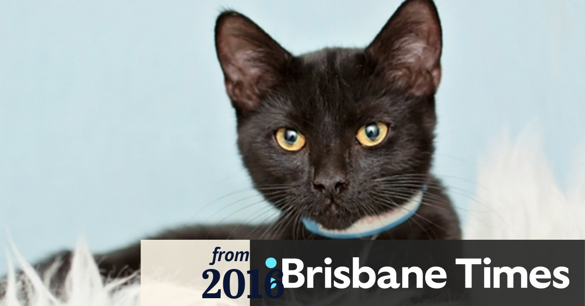 Free cats given away for adoption at Ipswich rehoming centre